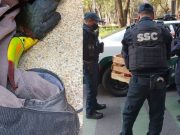 Mujer encuentra tucán en Paseo de la Reforma, ¡y policías lo extravían!