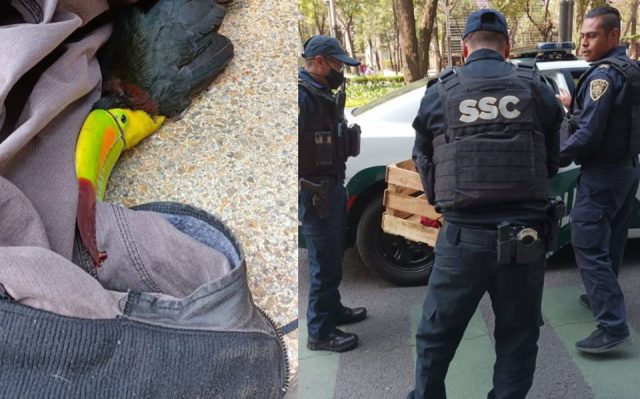Mujer encuentra tucán en Paseo de la Reforma, ¡y policías lo extravían!