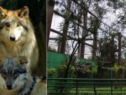 Mueren dos lobos en el Zoológico de Chapultepec; en tres semanas sabrían la causa