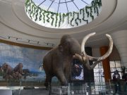 Museo de mamuts en el AIFA, único en su tipo en AL