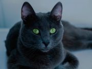 FIFe toma restricciones contra gatos rusos por conflicto en Ucrania