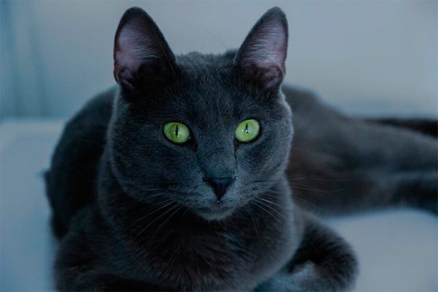 FIFe toma restricciones contra gatos rusos por conflicto en Ucrania