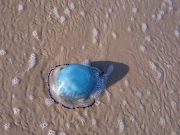 Sonora es potencia en pesca y exportación de medusa
