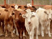 Carne aumentará de precio en Sonora