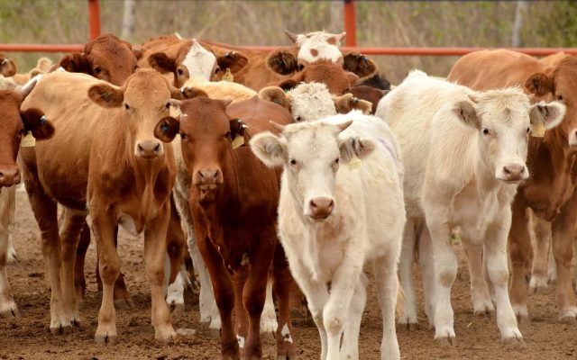 Carne aumentará de precio en Sonora