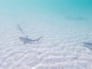 Presencia de tiburones en Sonora pone en alerta a buzos y pecadores