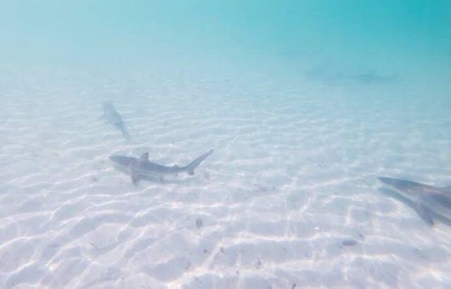 Presencia de tiburones en Sonora pone en alerta a buzos y pecadores