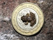 Descubren nuevas especies de ranas en los bosques de México