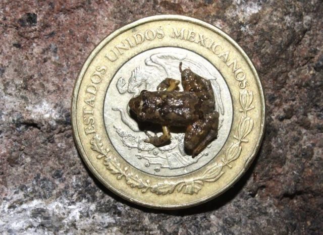 Descubren nuevas especies de ranas en los bosques de México