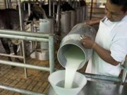 Mejora producción de leche en Hidalgo