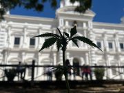 Pueblo mayo comenzará la siembra de marihuana en Sonora