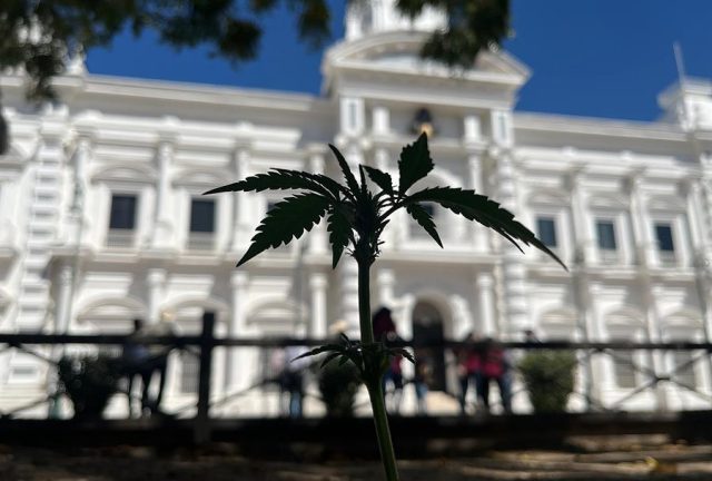 Pueblo mayo comenzará la siembra de marihuana en Sonora
