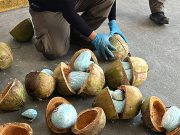 Confiscan fentanilo en cocos de palmera