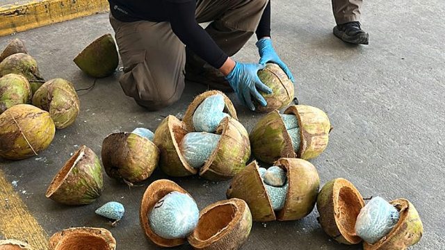 Confiscan fentanilo en cocos de palmera