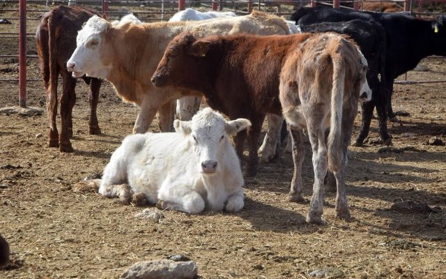 Sector ganadero en Sonora se recupera en un 15 %