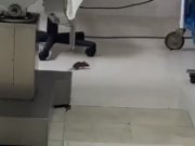 Publican video en donde se ve una rata en hospital de ISSSTE