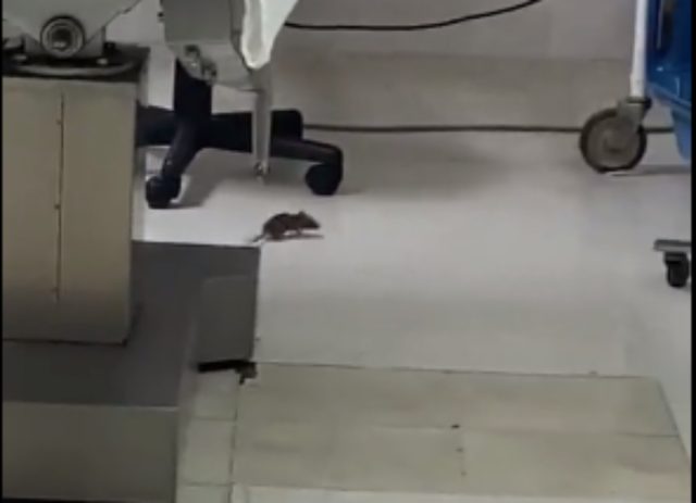 Publican video en donde se ve una rata en hospital de ISSSTE