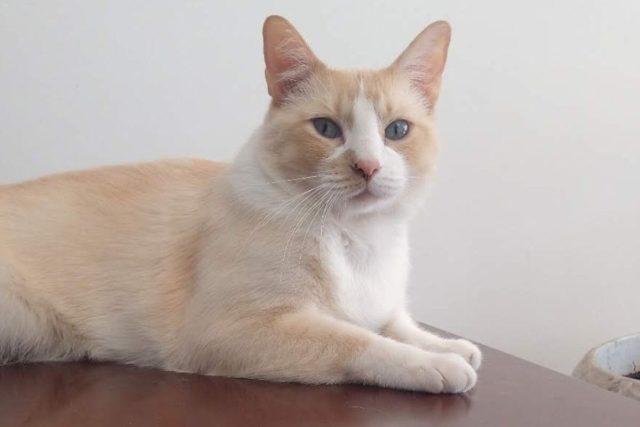 Volcán Popocatépetl: recomendaciones para cuidar a las mascotas de las cenizas