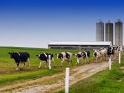 Crece más de 2% producción pecuaria nacional al cierre de 2022