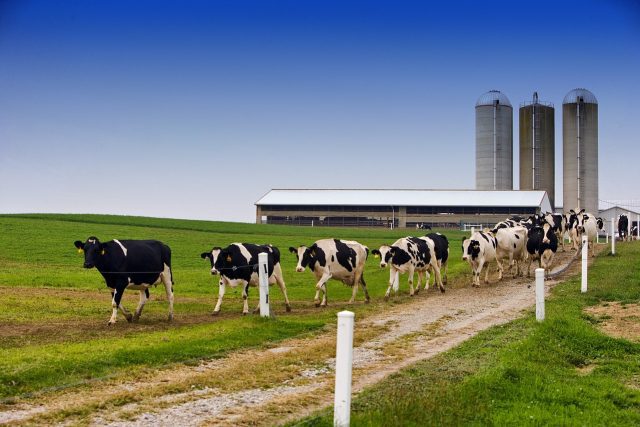Crece más de 2% producción pecuaria nacional al cierre de 2022