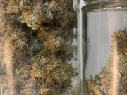 Cómo consumir marihuana con fines recreativos de forma legal en México