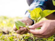 Agrointeligencia ofrece conectividad para impulsar la agroindustria en México