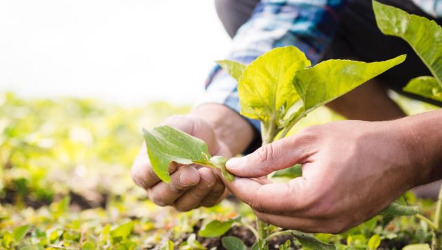 Agrointeligencia ofrece conectividad para impulsar la agroindustria en México
