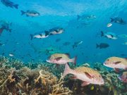 Al año se extinguen más de 25 mil especies de fauna marina por calentamiento global