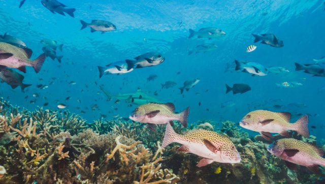Al año se extinguen más de 25 mil especies de fauna marina por calentamiento global