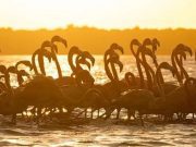 Playas yucatecas: Uno de los escenarios naturales más exóticos de México