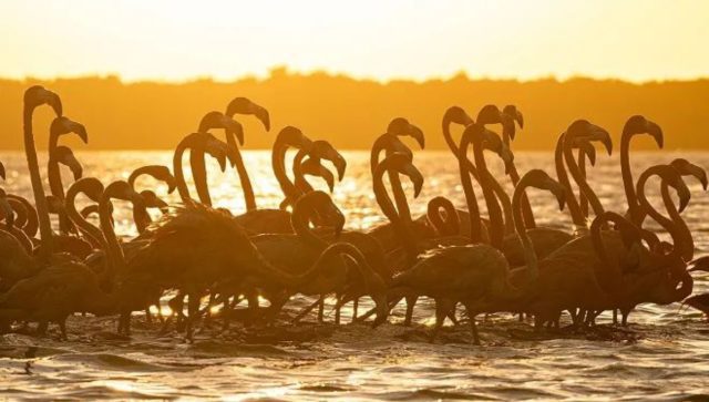 Playas yucatecas: Uno de los escenarios naturales más exóticos de México