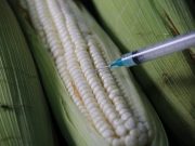 Prohibición de maíz transgénico: demanda y conciliación entre México y Estados Unidos