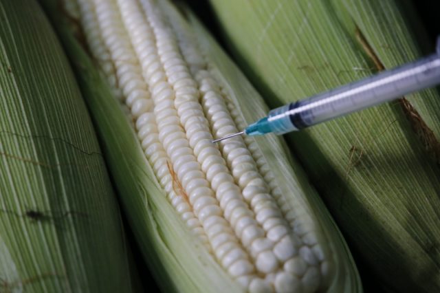 Prohibición de maíz transgénico: demanda y conciliación entre México y Estados Unidos