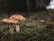 Hongos: aliados en la lucha contra el cambio climático, según estudio