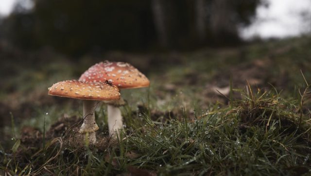 Hongos: aliados en la lucha contra el cambio climático, según estudio