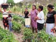 Más de 5 mil mujeres agrarias son dueñas de sus tierras