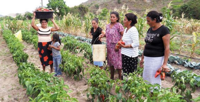 Más de 5 mil mujeres agrarias son dueñas de sus tierras