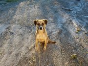 ¿Tu lomito necesita ayuda? Este taller de rescate para perros te interesa