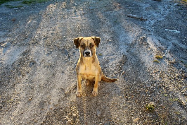 ¿Tu lomito necesita ayuda? Este taller de rescate para perros te interesa