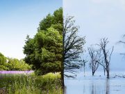 Degradación ambiental resulta en pérdidas anuales de 75 mil millones de dólares