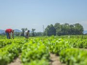 Especialistas de la UNAM desarrollan app gratuita para mejorar cultivos agrícolas