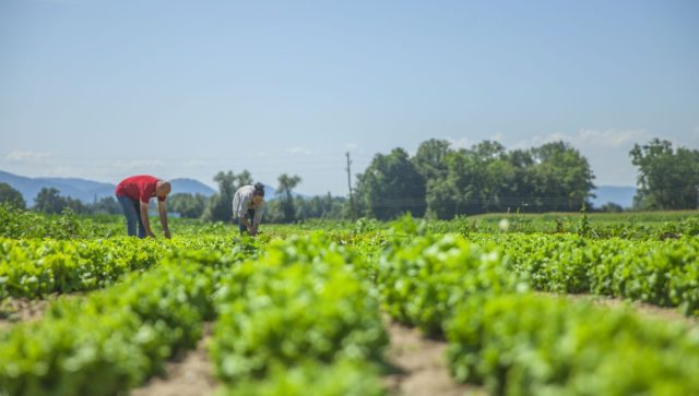 Especialistas de la UNAM desarrollan app gratuita para mejorar cultivos agrícolas