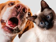 Cibercrimianles van por nuevas víctimas, ahora son las mascotas