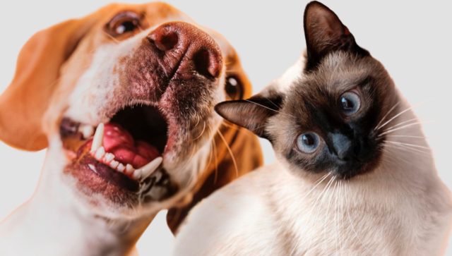 Cibercrimianles van por nuevas víctimas, ahora son las mascotas