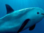 AMLO agradece a Joe Biden por no imponer sanciones a México por la vaquita marina