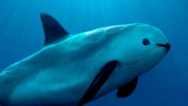 AMLO agradece a Joe Biden por no imponer sanciones a México por la vaquita marina