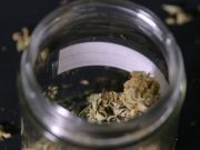 Ohio buscará colocar la legalización de cannabis como tema en la boleta electoral