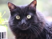 Día Internacional del Gato: destinos turísticos para amantes de los felinos