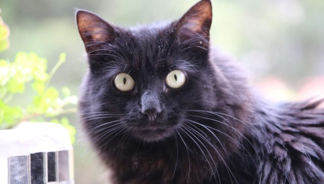 Día Internacional del Gato: destinos turísticos para amantes de los felinos