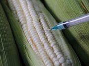 Estados Unidos pide panel arbitral a México sobre maíz transgénico